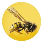 abeja