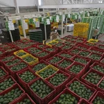 México se refugia en el T-MEC