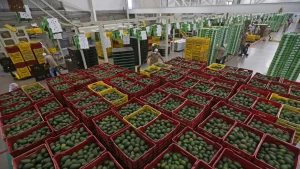 México se refugia en el T-MEC