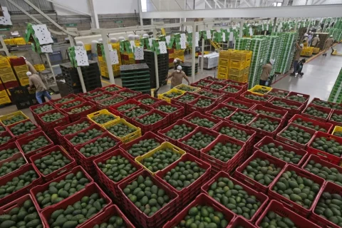 México se refugia en el T-MEC