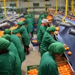 España consolida exportaciones de frutas y hortalizas