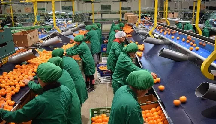 España consolida exportaciones de frutas y hortalizas