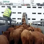 Comercio del Eid impactado por el conflicto