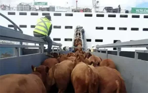 Comercio del Eid impactado por el conflicto