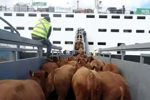 Comercio del Eid impactado por el conflicto