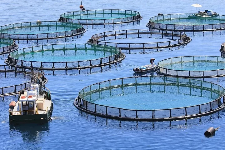 Brasil: un millón de toneladas en piscicultura