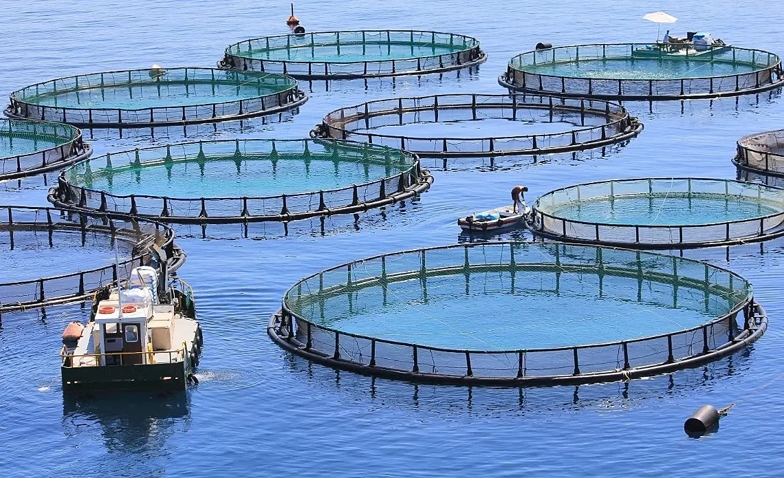 Brasil: un millón de toneladas en piscicultura