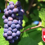 Suiza impulsa restricciones al vino importado