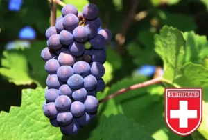 Suiza impulsa restricciones al vino importado
