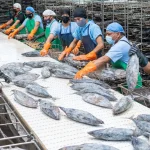 Ecuador liderazgo mundial en exportación de atún