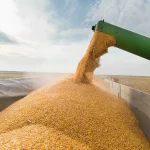 Granos: embarques primer trimestre