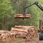 El sector forestal chileno