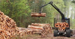 El sector forestal chileno