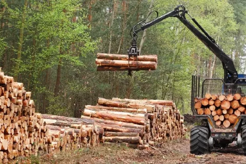 El sector forestal chileno