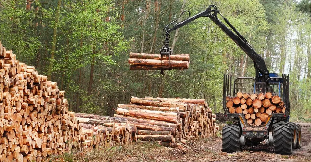 El sector forestal chileno