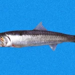 Perú exportación de anchoveta