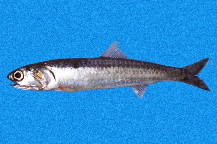 Perú exportación de anchoveta