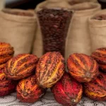 Cacao: Perú y Ecuador con récord exportador