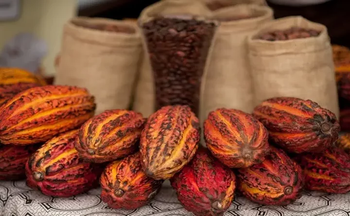 Cacao: Perú y Ecuador con récord exportador