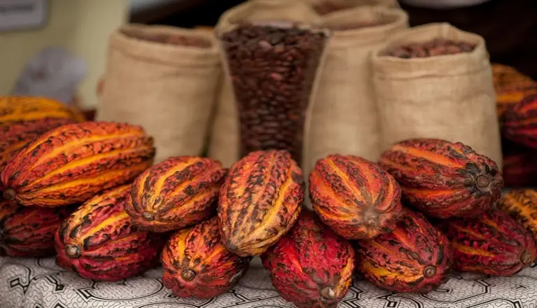 Cacao: Perú y Ecuador con récord exportador