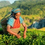Kenia sufre el conflicto de medio oriente