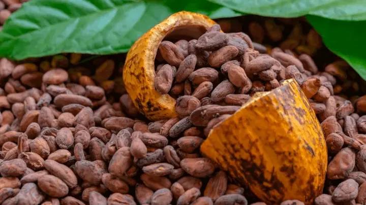 Colombia consolida sus exportaciones de cacao