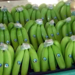 Exportación banano colombiano