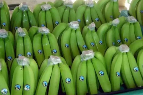 Exportación banano colombiano