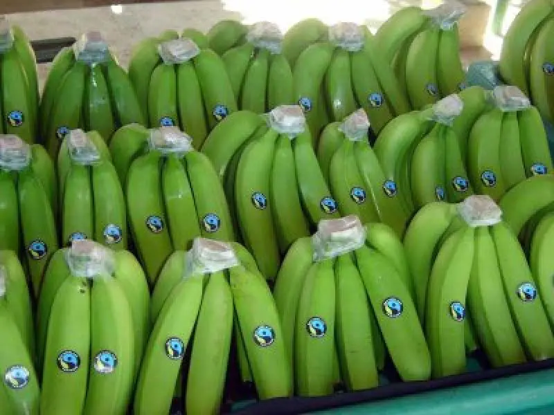 Exportación banano colombiano