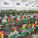 Floricultura 2026
