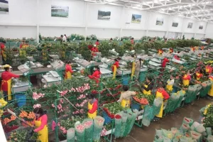 Floricultura 2026