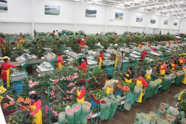 Floricultura 2026