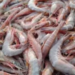Importación de camarones en EEUU