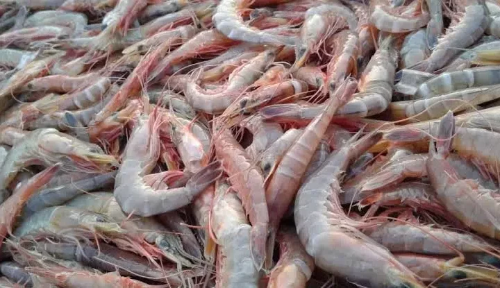 Importación de camarones en EEUU