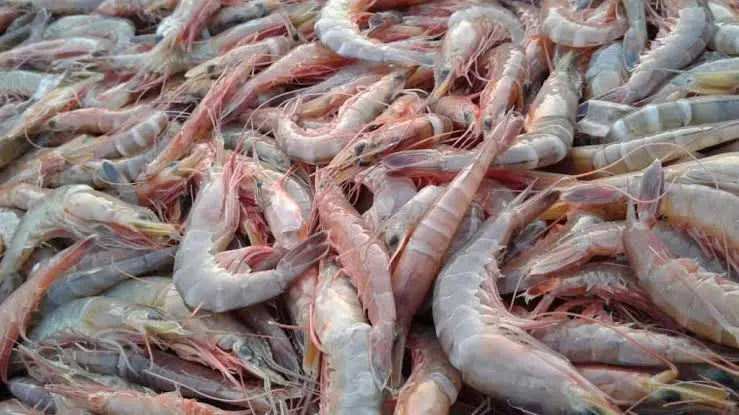 Importación de camarones en EEUU