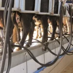 Milk Summit Mercosur 2026