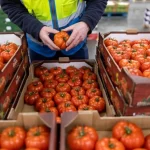 Caída de las exportaciones británicas de alimentos