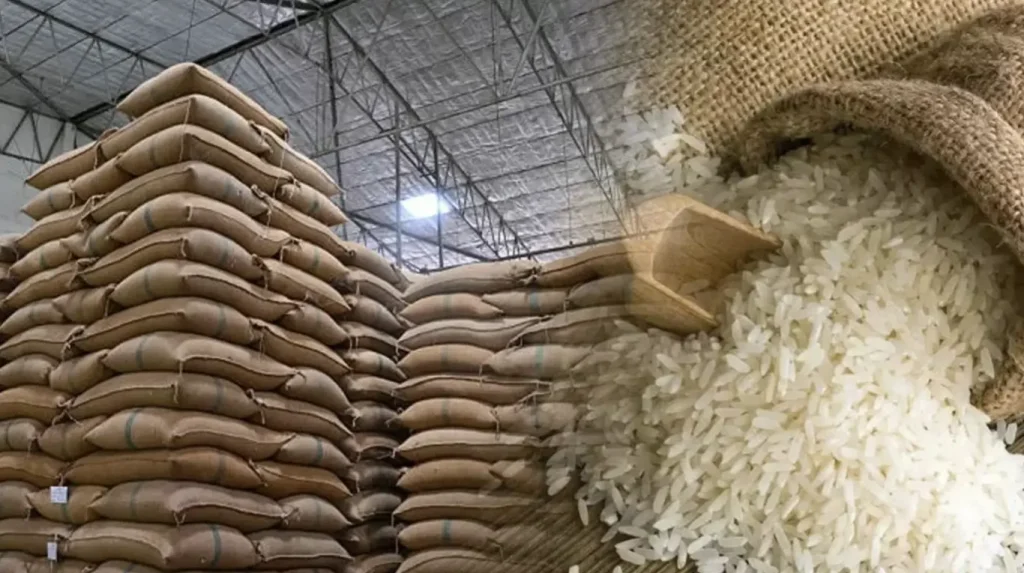 Arroz cae producción para el ciclo 2026/27