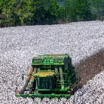 Brasil el mayor exportador de algodón