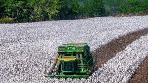 Brasil el mayor exportador de algodón