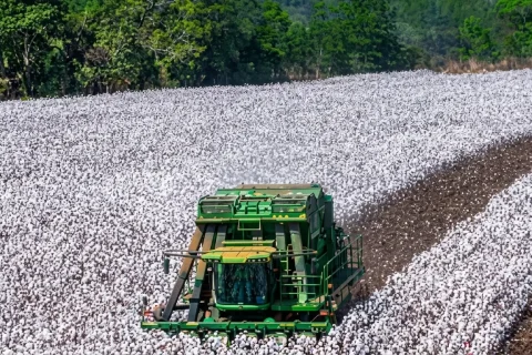 Brasil el mayor exportador de algodón