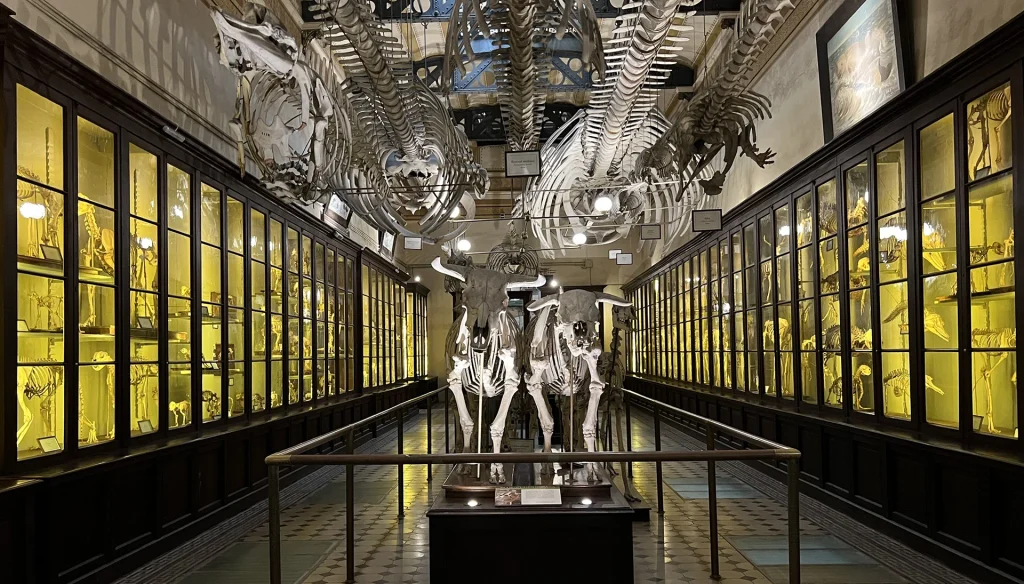 La Sala de Osteología Comparada exhibe las similitudes y diferencias anatómicas entre distintas especies de mamíferos. (Foto: Mike Dickison)