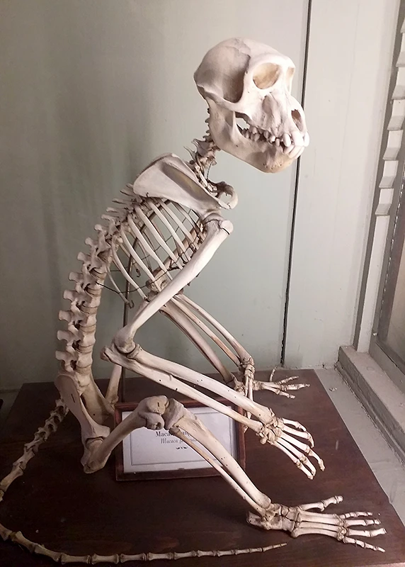 Esqueleto de macaco exhibido en la Sala de Osteología Comparada. Museo de Ciencias Naturales de La Plata