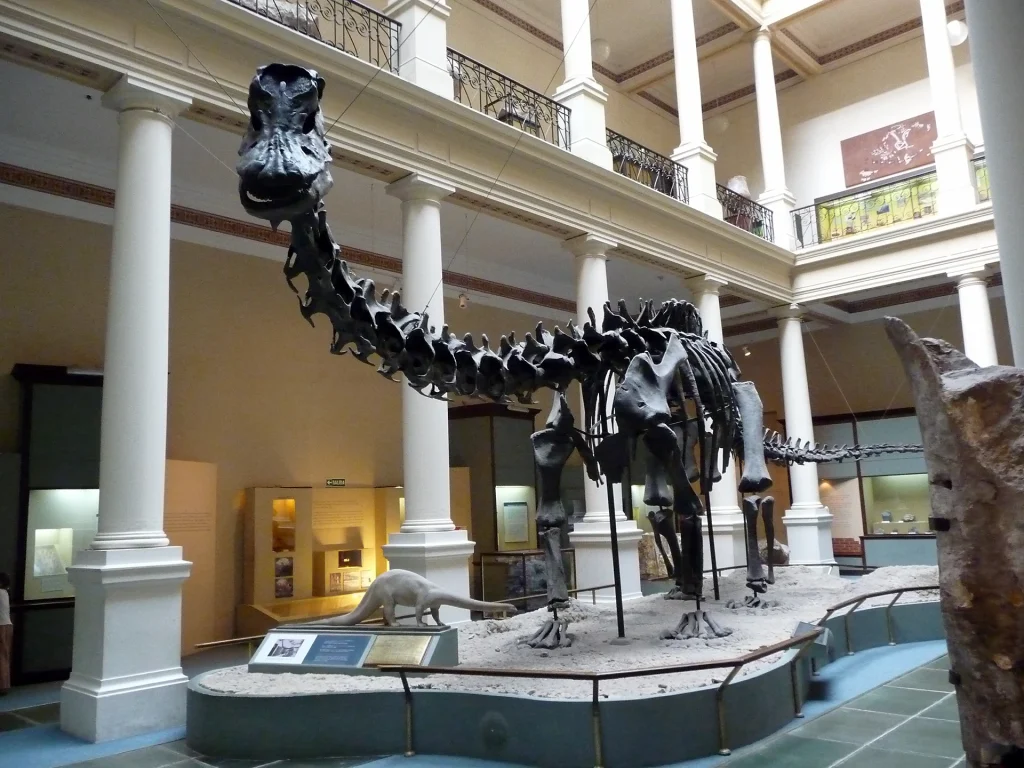 Réplica del Diplodocus carnegii, una de las nueve existentes en el mundo, presente en el museo desde 1912. (Foto: Museo de Ciencias Naturales de La Plata)