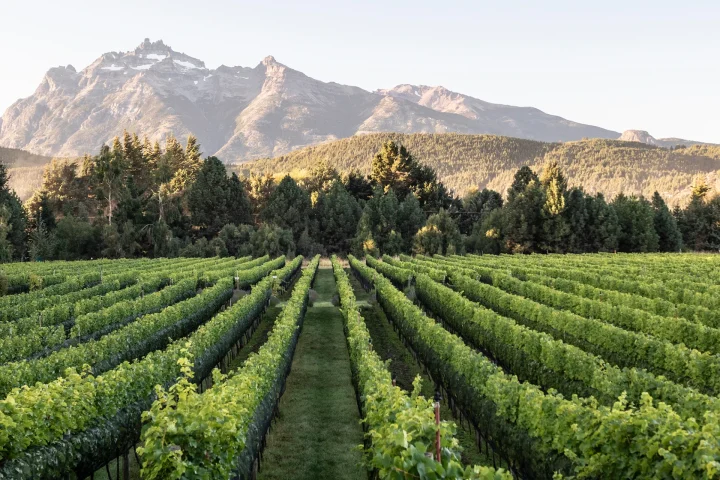 Vista del viñedo en Casa Yagüe.