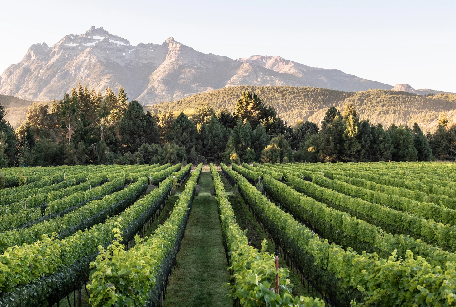 Vista del viñedo en Casa Yagüe.